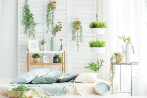 Pflanzen im Schlafzimmer Vorschau