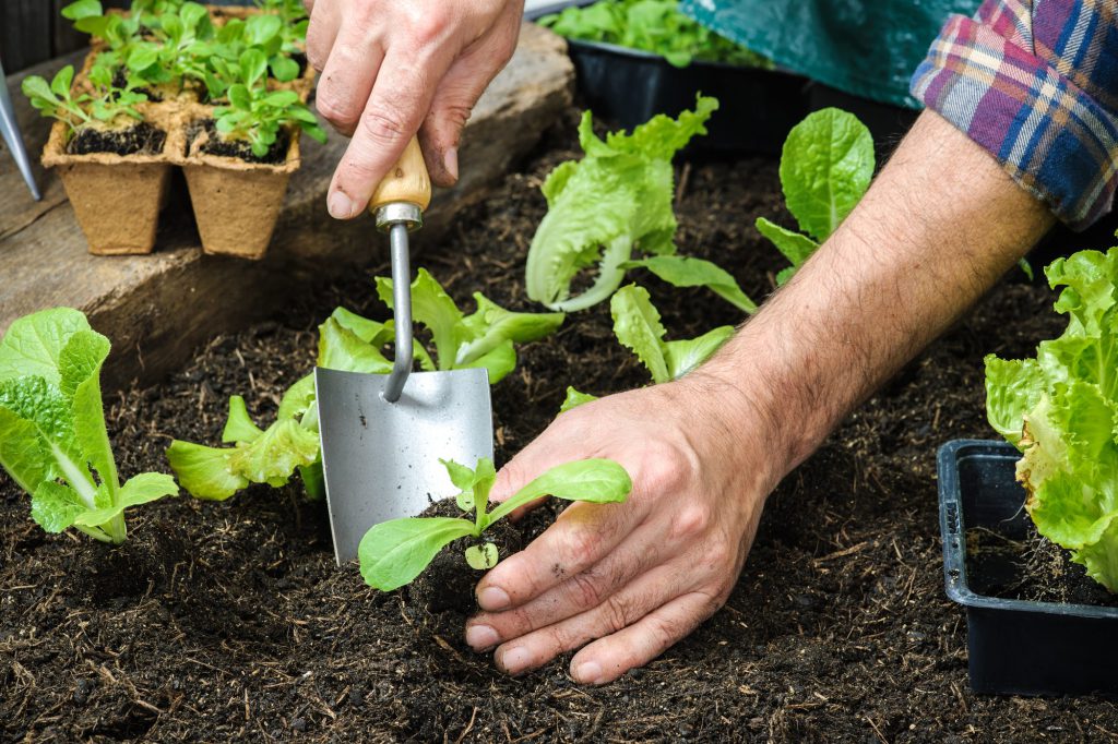 Setzlinge werden für Pflanzen im Frühling gesät