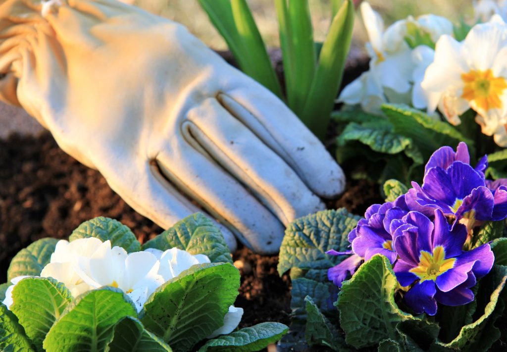 Hand pflanzt Pflanzen im Frühling