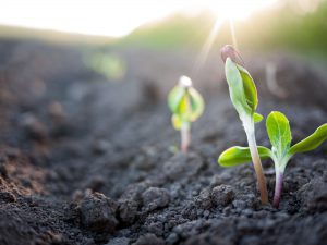 Pflanzen im Frühling wachsen