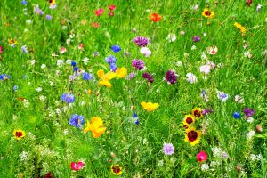 insektenfreundlicher Garten mit Wildblumen