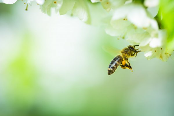 insektenfreundlicher Garten für Bienen