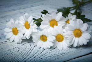 Winterharte Blumen Galerie1