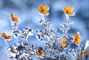 Winterharte Blumen Vorschau