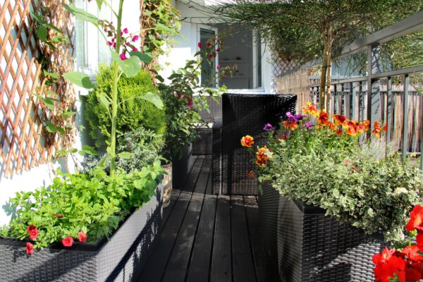 Frühlingsblumen für den Balkon Vorschau