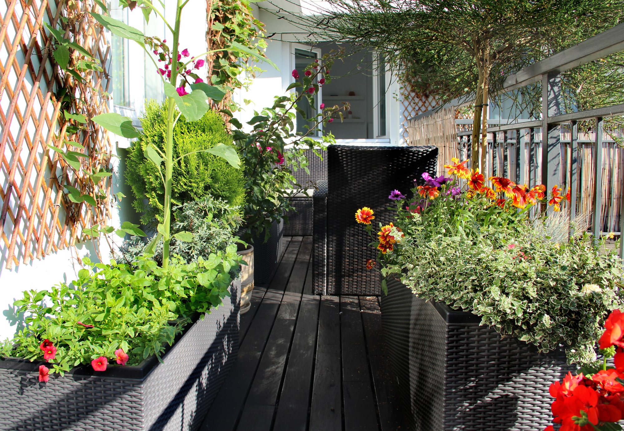 Frühlingsblumen für den Balkon Vorschau