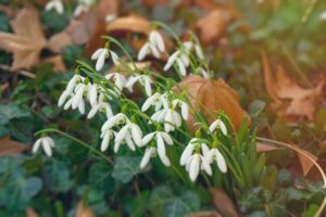 Frühlingsblumen für den Balkon Vorschau