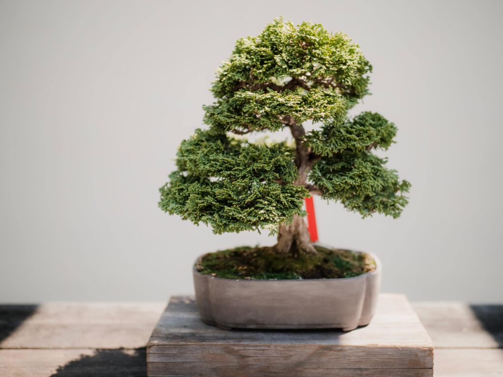 Bonsai Galerie1