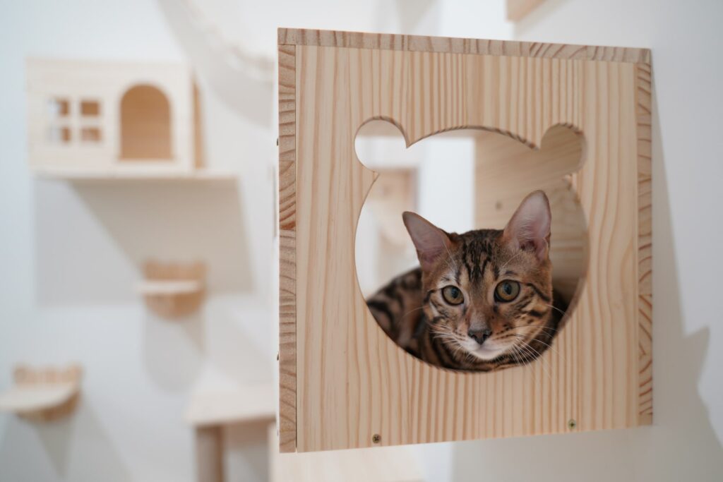 Katzen Accessoires Galerie1