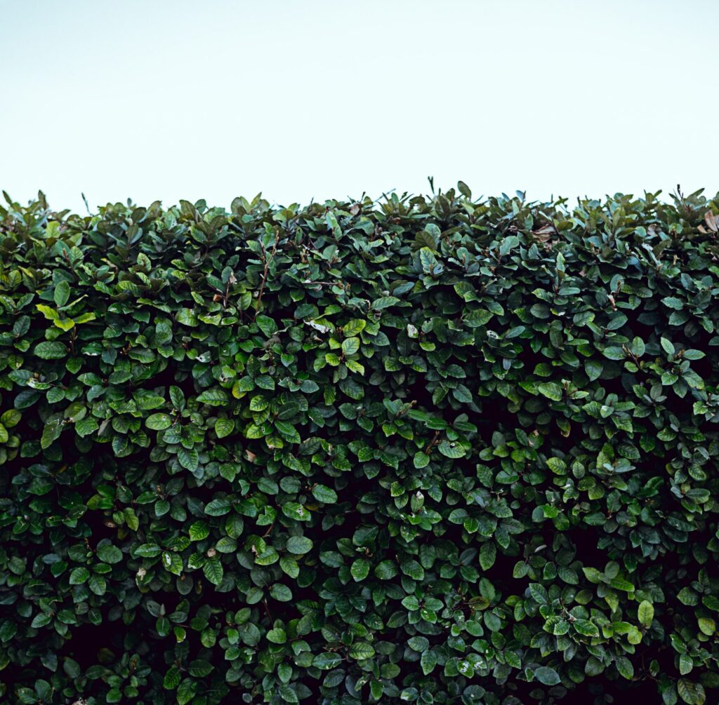 Sichtschutz für den Garten - diese fünf Ideen sorgen für Ruhe