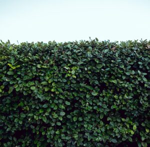 Sichtschutz für den Garten - diese fünf Ideen sorgen für Ruhe