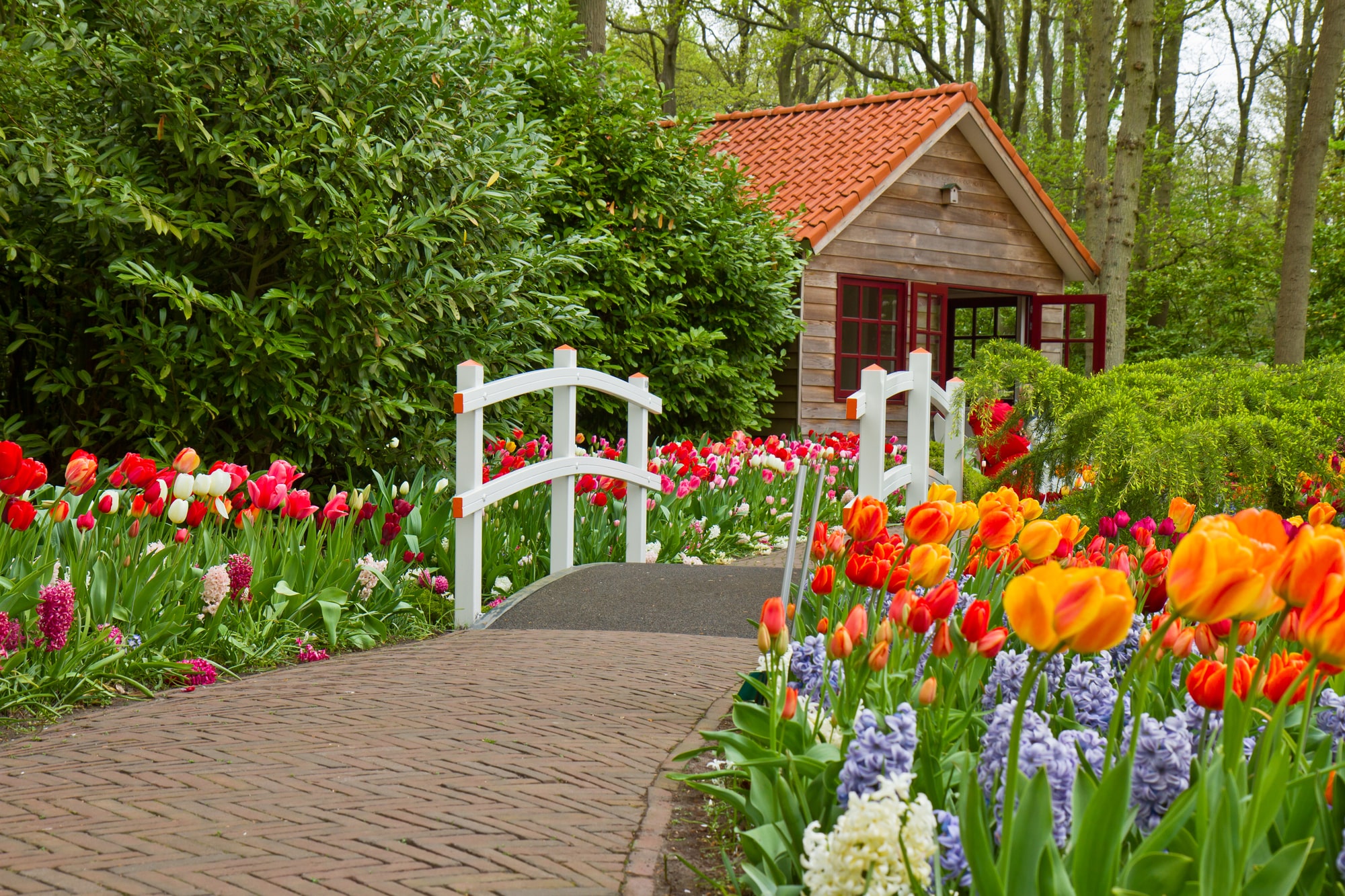 Blumenwiese anlegen - Idylle pur für deinen Garten - 7ROOMZ