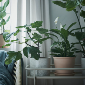 Blumentopf mit Untersetzer, drinnen/draußen Terrakotta