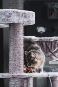 Einrichtungsideen für Katzen - deine Katze wird es lieben