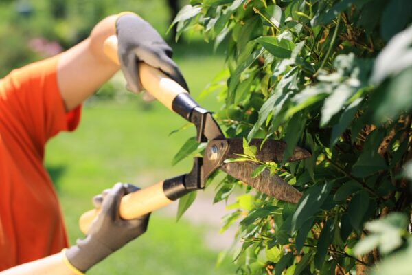 Hecke schneiden Vorschau