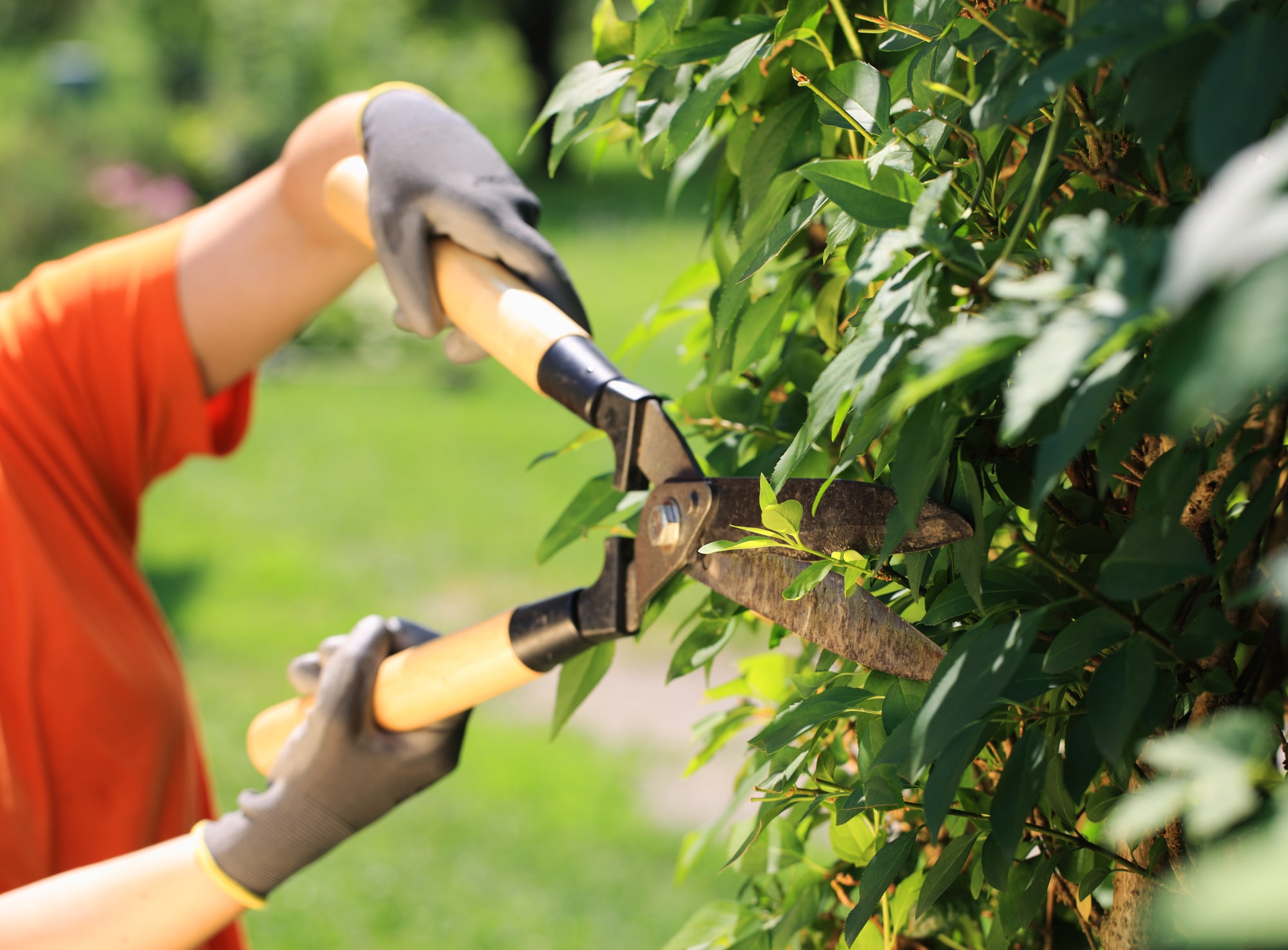 Hecke schneiden Vorschau