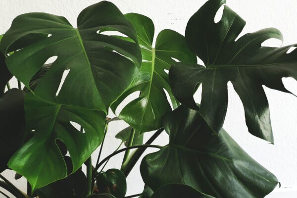 Pflanzen für dunkle räume vorschau