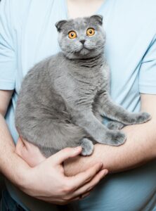 Das sind die 25 beliebtesten Katzenrassen!