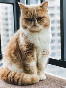 Das sind die 25 beliebtesten Katzenrassen!