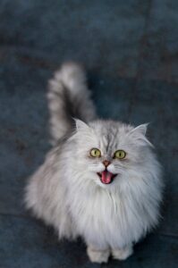 Das sind die 25 beliebtesten Katzenrassen!