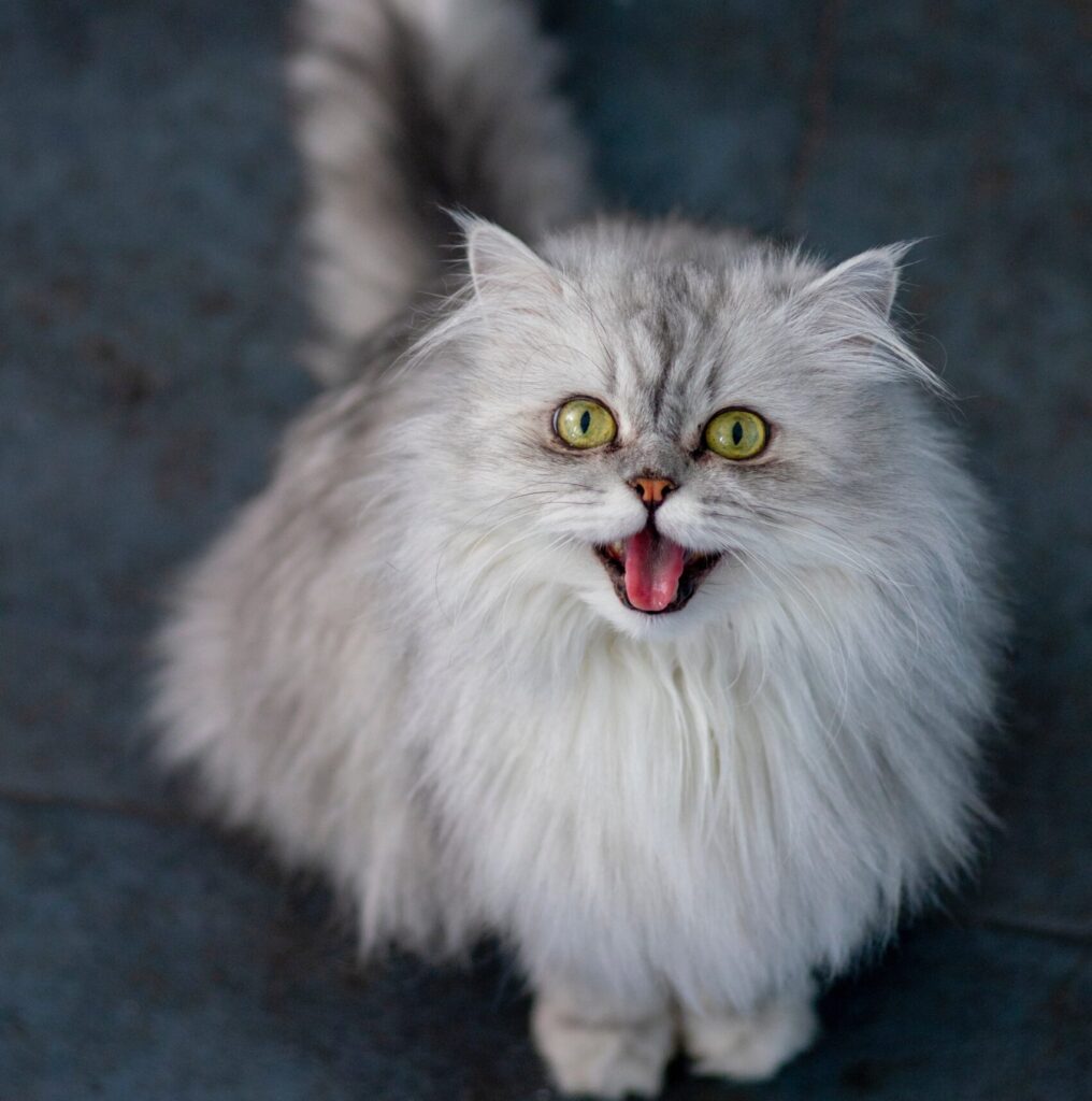 Persian cat