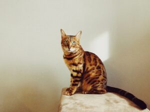 Das sind die 25 beliebtesten Katzenrassen!