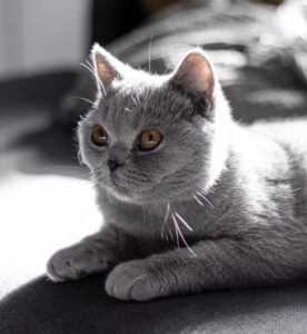 Das sind die 25 beliebtesten Katzenrassen!