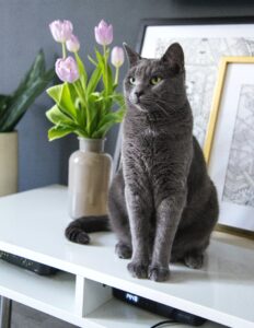 Das sind die 25 beliebtesten Katzenrassen!