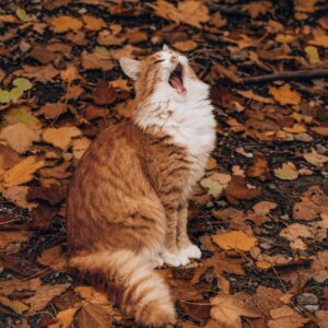 norwegian forest cat