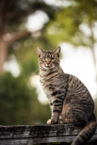 Das sind die 25 beliebtesten Katzenrassen!