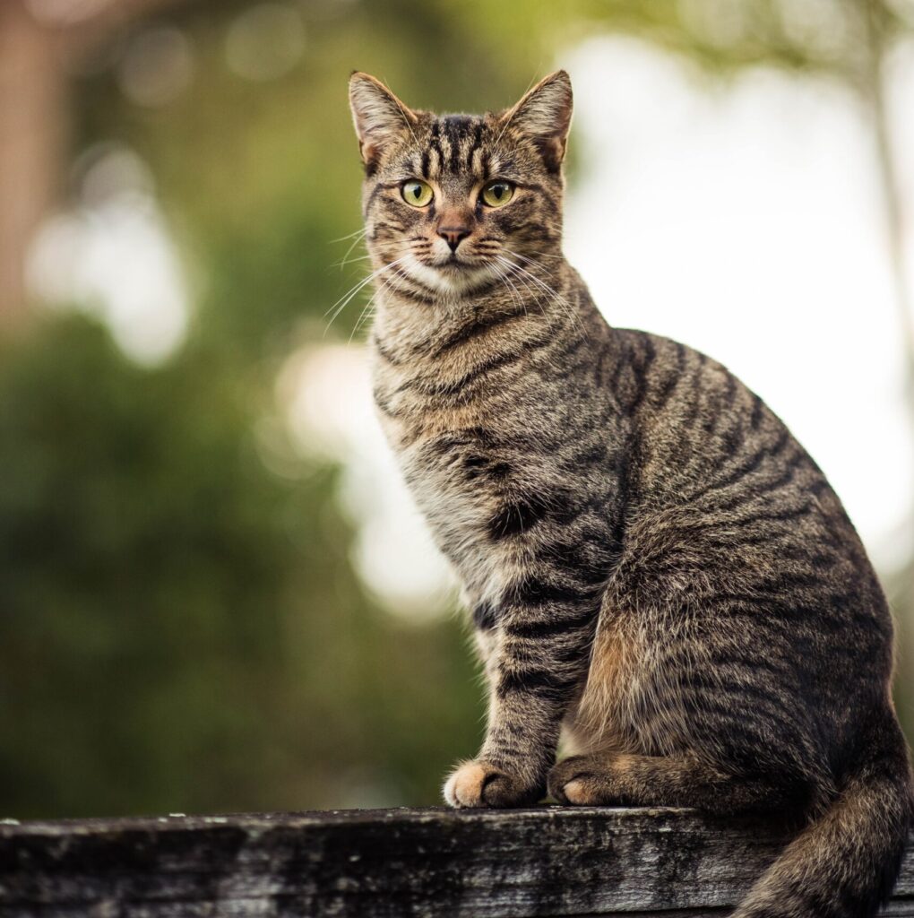 Das sind die 25 beliebtesten Katzenrassen!