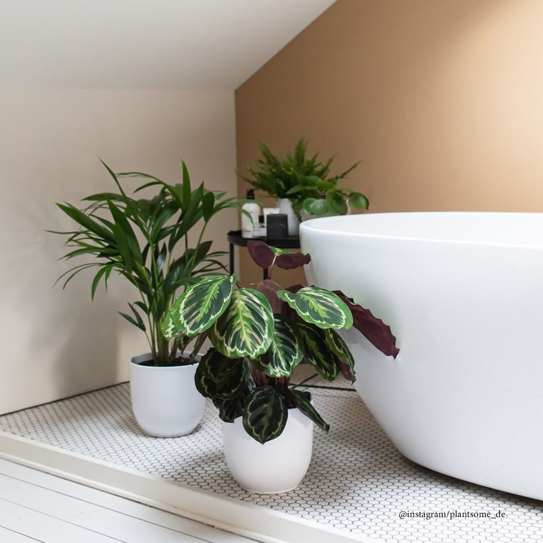 Wellnessdschungel diese 3 Pflanzen fürs Bad sind ideal 7ROOMZ