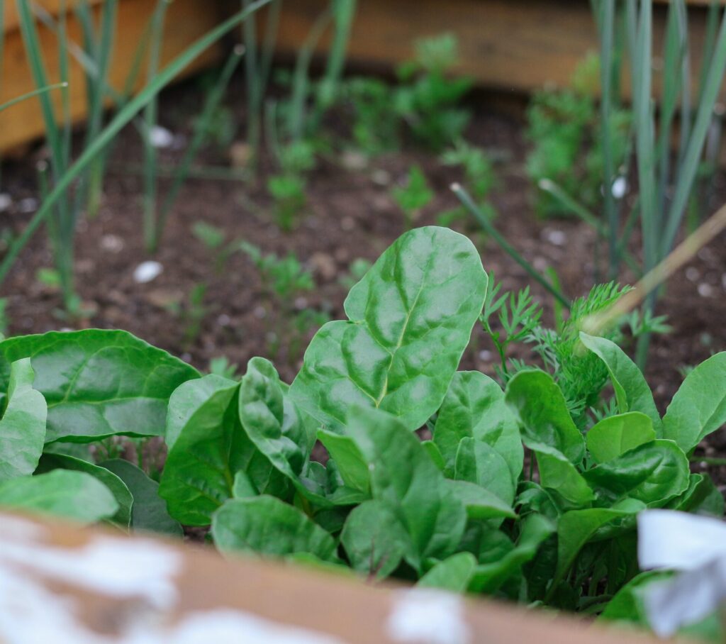 Die erste Gartenarbeit nach dem Winter - Was jetzt ansteht