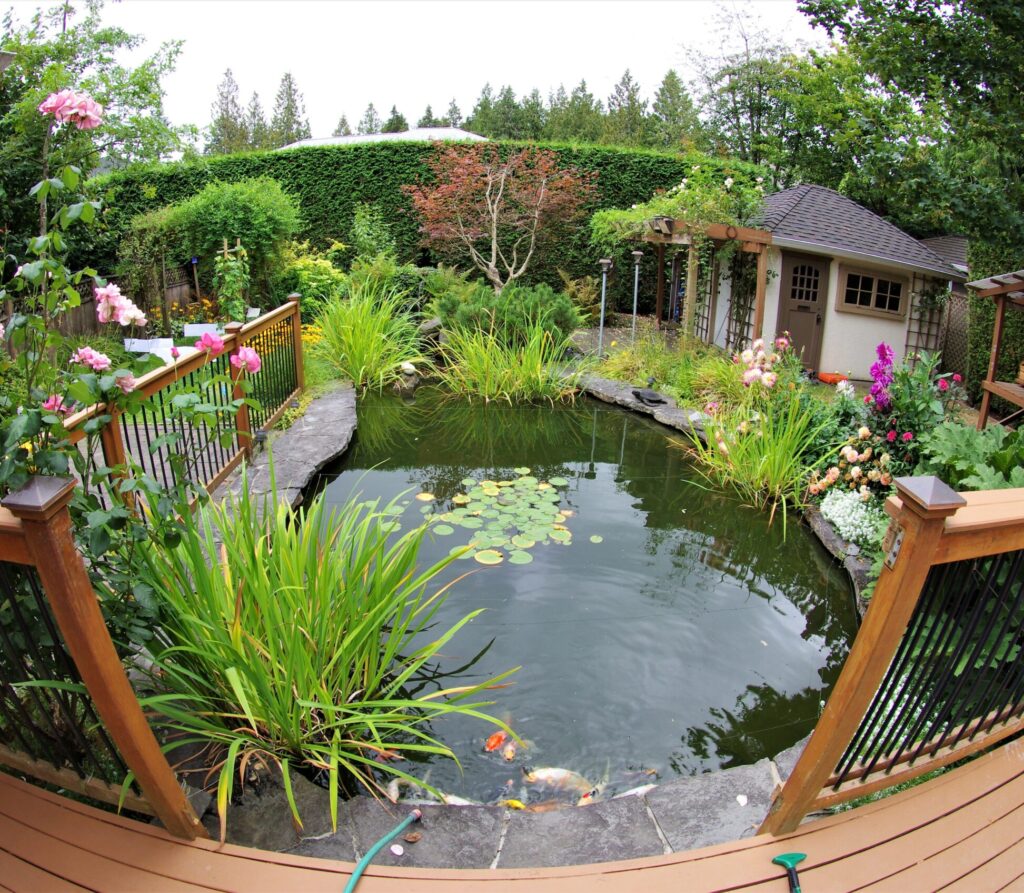 garden pond