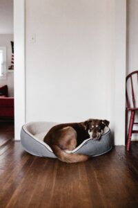 Hundezimmer einrichten: Rückzugsort für deine Fellnase