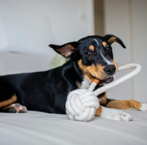 Hundezimmer einrichten: Rückzugsort für deine Fellnase