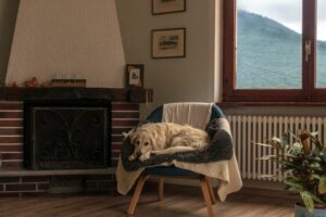Hundezimmer einrichten: Rückzugsort für deine Fellnase