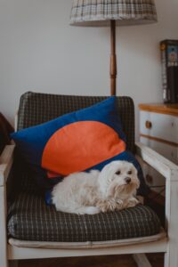Hundezimmer einrichten: Rückzugsort für deine Fellnase