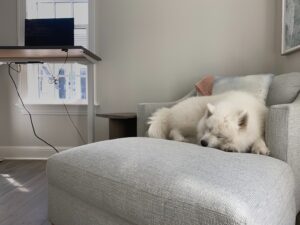 Hundezimmer einrichten: Rückzugsort für deine Fellnase