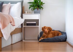 Hundezimmer einrichten: Rückzugsort für deine Fellnase