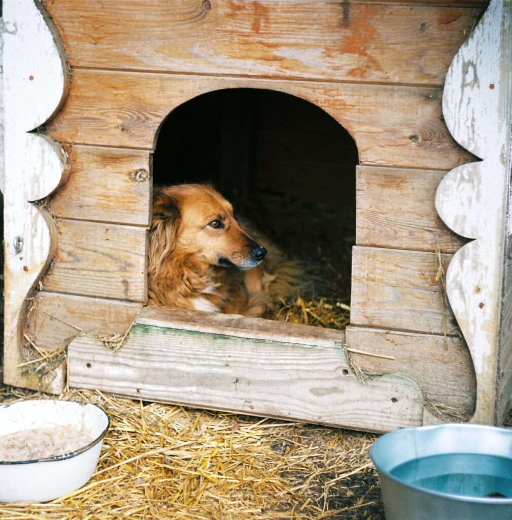 Hundezimmer einrichten: Rückzugsort für deine Fellnase