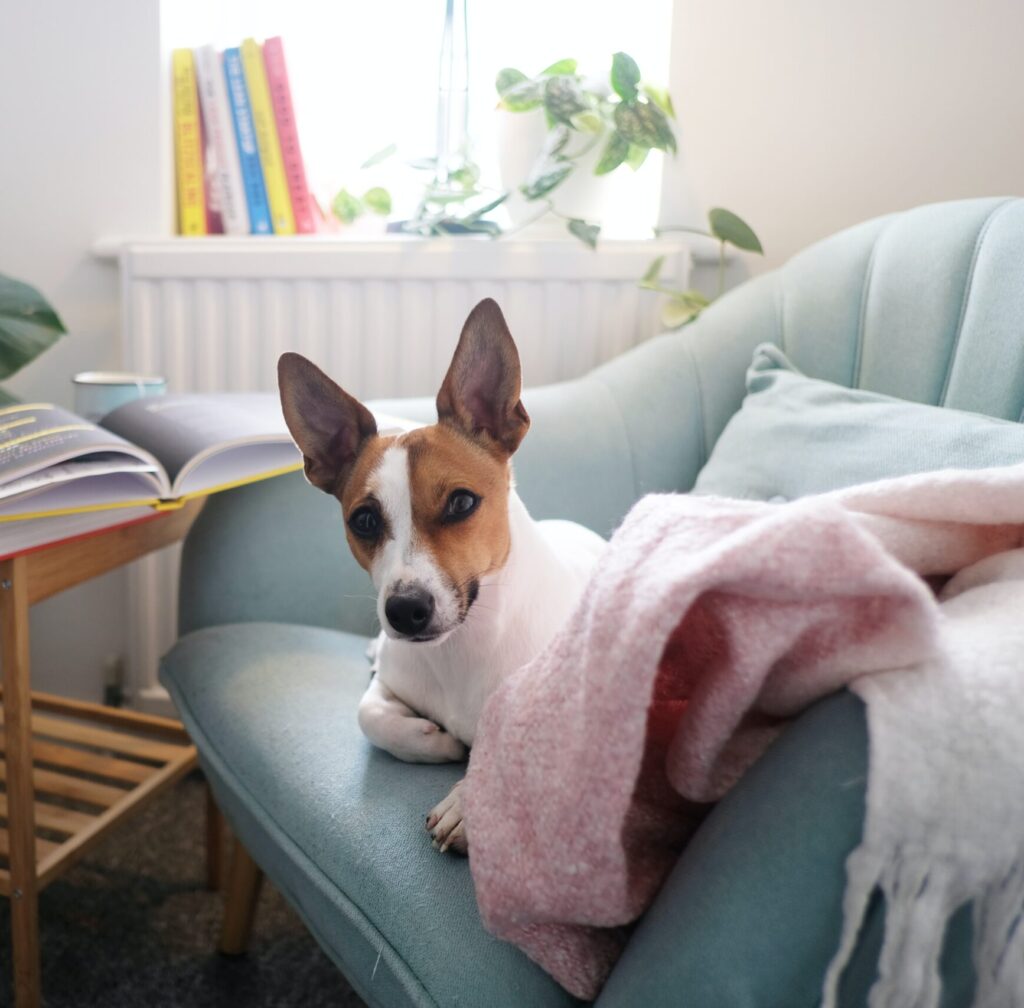 Hundezimmer einrichten: Rückzugsort für deine Fellnase