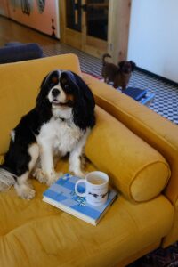 Hundezimmer einrichten: Rückzugsort für deine Fellnase