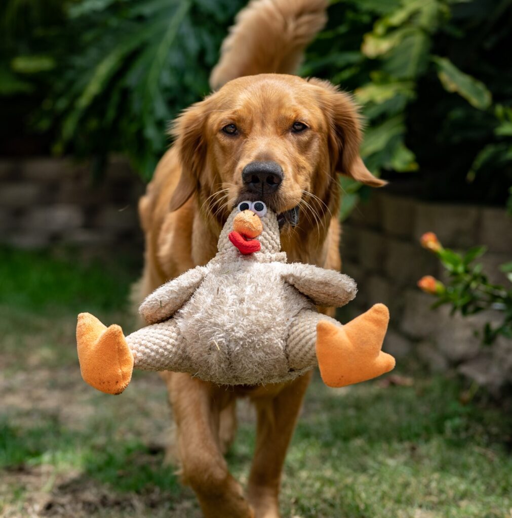 Hundezimmer einrichten: Rückzugsort für deine Fellnase