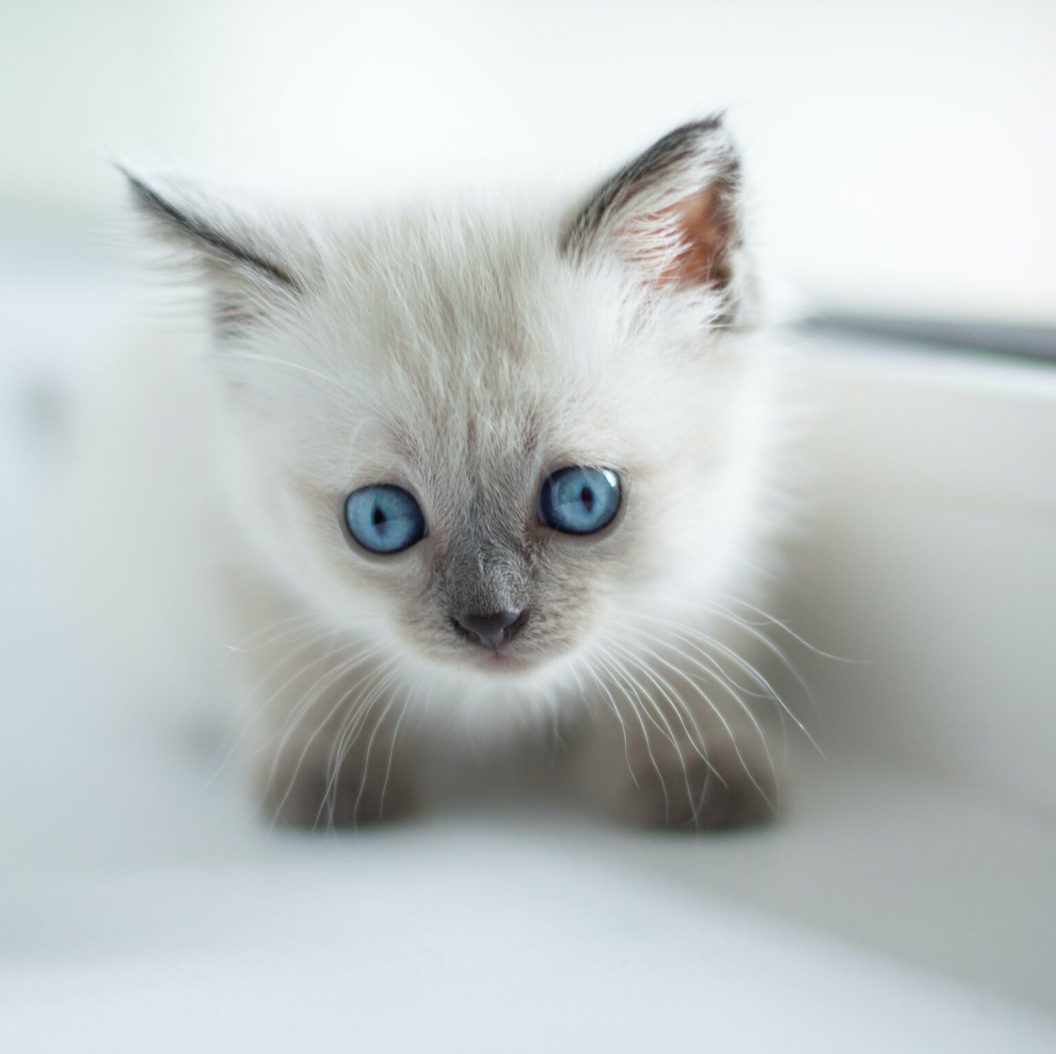 Aufgepasst Hier kommen die süßesten Katzenbabys der Welt Seite 41