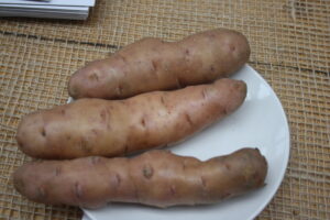Kartoffel des Jahres - Angeliter Tannenzapfen