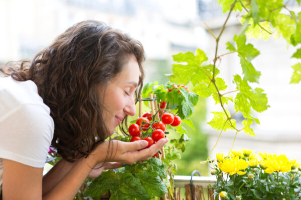 Erfolgreich Tomaten anbauen: Ein Leitfaden für Garten und Balkon
