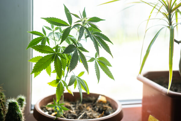 Cannabispflanze anbauen