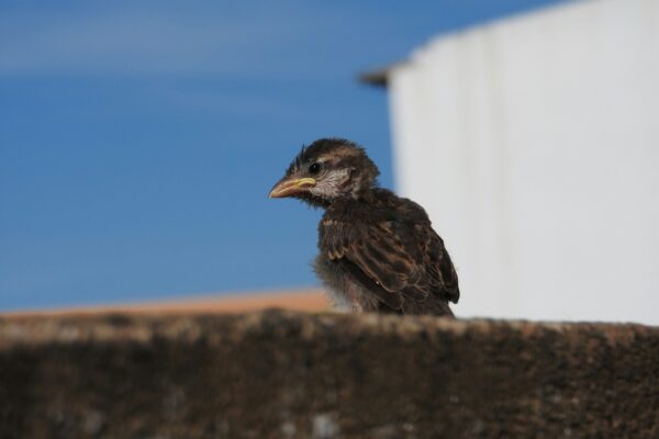 Wie pflegt man den Rasen im Januar richtig?