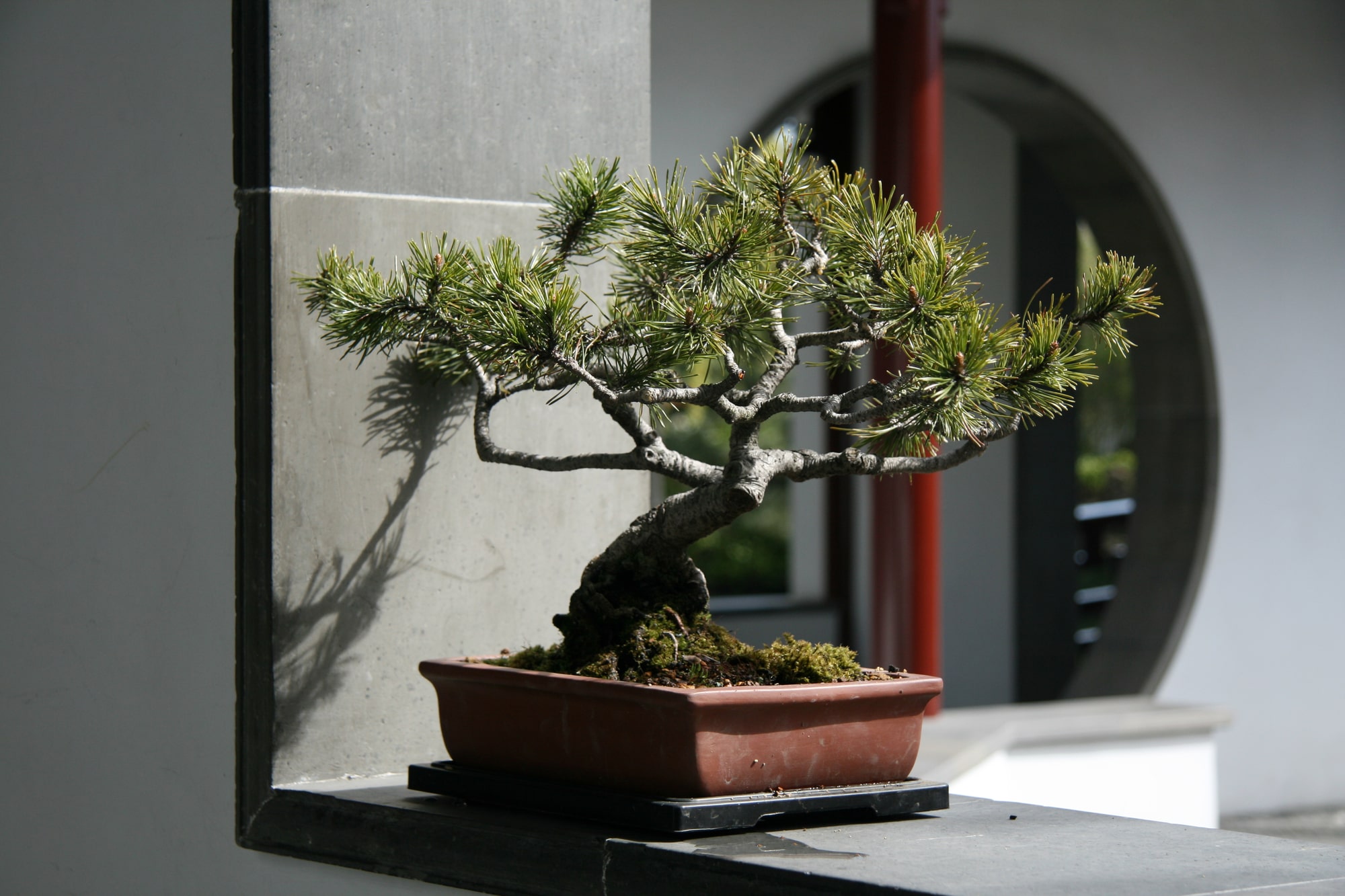 Bonsai Vorschau